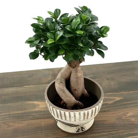 Must Have Plant & Planters 