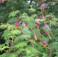 Live Plant - Shami Banni Tree Sacred Flowering Medicinal Tree without Flower-thumb1