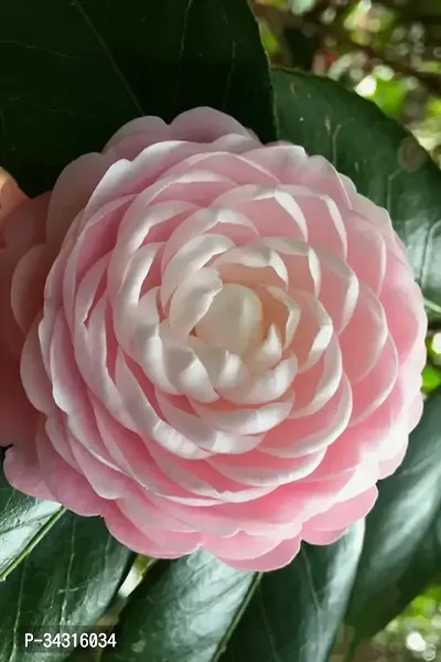 Camellia Japonica 'Pink Perfection' - Beautiful Pink-thumb0