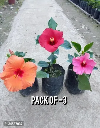 Hibiscus Live Plant Pack of 3-thumb0