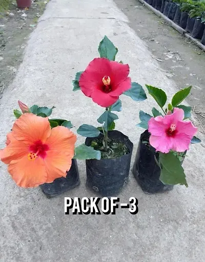 Hot Selling Plant & Planters 