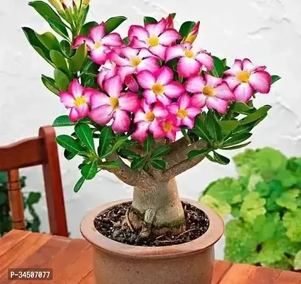 Hybrid Adenium Live Plant-thumb0