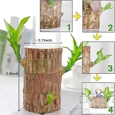 Must Have Plant & Planters 