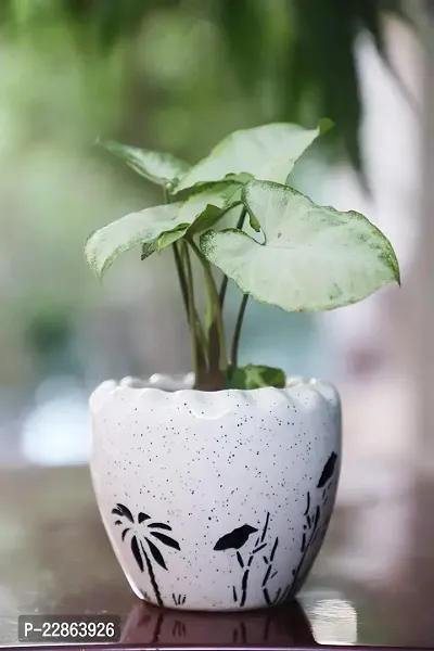 Best Quality Round Ceramic Planter - Small (White Color, 9 cm) Plant Not Included-thumb0