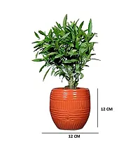Best Quality Ceramic Pots for Plants Round Shape - Medium Size (Orange Color, 12 cm) Ceramic Planters for Indoor Plants, Living Room. [Plant Not Included]-thumb1