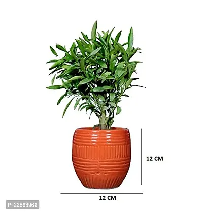 Best Quality Ceramic Pots for Plants Round Shape - Medium Size (Orange Color, 12 cm) Ceramic Planters for Indoor Plants, Living Room. [Plant Not Included]-thumb2