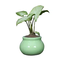 Best Quality Ceramic Planter Pot Shape - Small (Green Color, 7.5 cm) Plant Not Included-thumb1