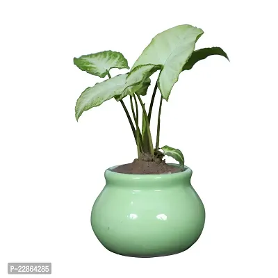 Best Quality Ceramic Planter Pot Shape - Small (Green Color, 7.5 cm) Plant Not Included-thumb2