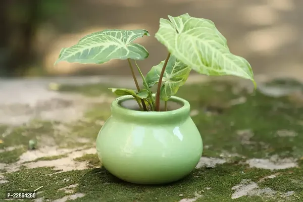 Best Quality Ceramic Planter Pot Shape - Small (Green Color, 7.5 cm) Plant Not Included-thumb0