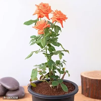 Rose plant live without pot-thumb0