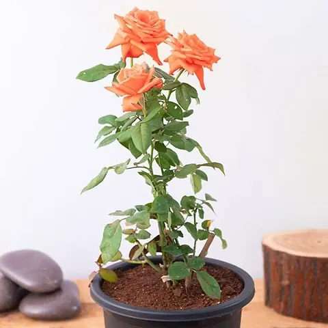 Rose plant live without pot