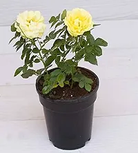 Rose plant live without pot-thumb2