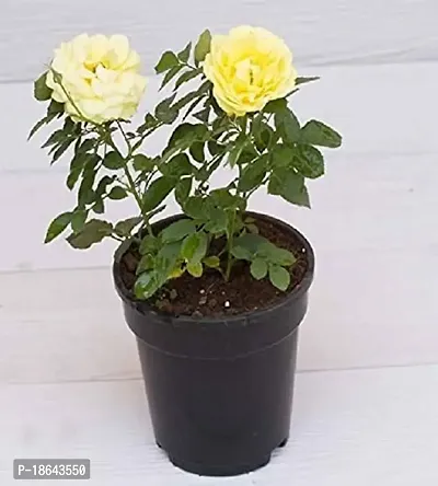 Rose plant live without pot-thumb3