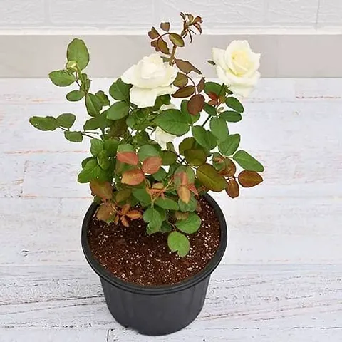 White rose plant real (1 healthy live plant)
