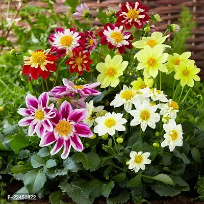 Dahlia seeds for gardening (25 seeds)-thumb0