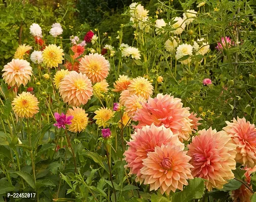 Dahlia bulbs flower plant seeds (5 seeds)