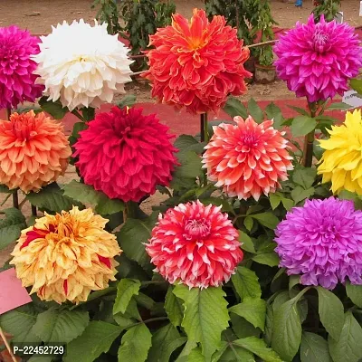 Dahlia bulbs flower plant seeds (25 seeds)