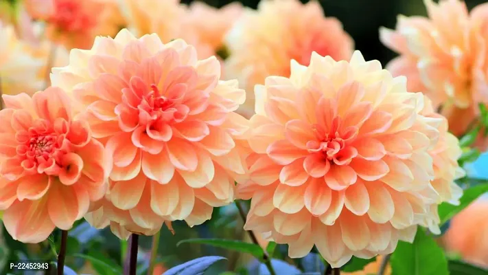 Dahlia mix flower seeds (5 seeds)