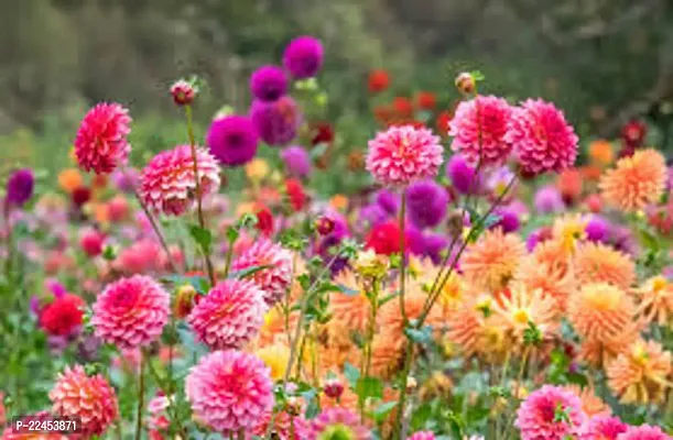 Dahlia mix flower seeds (25 seeds)-thumb0