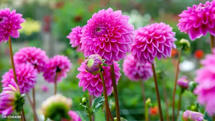 Dahlia double flower seeds (5 seeds)