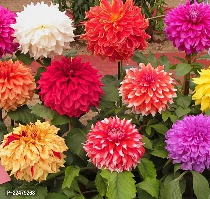 Dahlia bulbs flower seeds garden ( 25 seeds)-thumb0