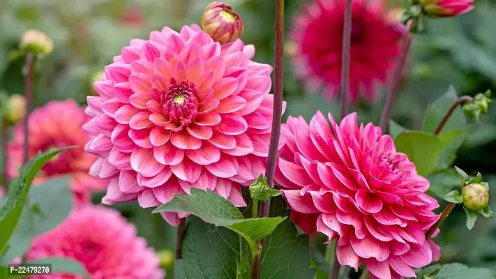 Dahlia bulbs flower seeds garden ( 25 seeds)-thumb0