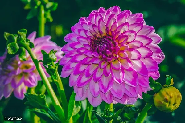 Dahlia mix flower seeds garden (25 seeds)-thumb0