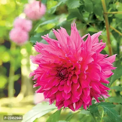 Dahlia mix flower seeds (5 seeds)