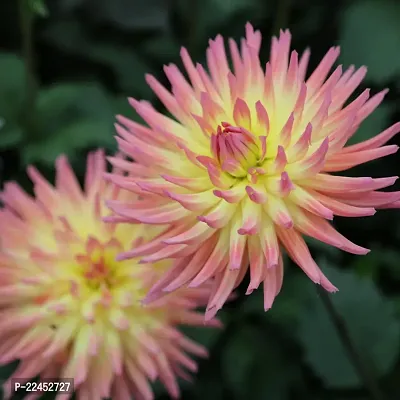 Dahlia bulbs flower plant seeds (25 seeds)-thumb0