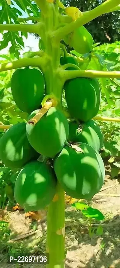 Red lady 786 papaya seeds original (150 seeds)