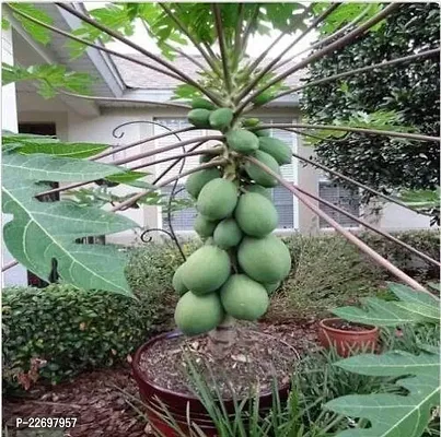 Taiwan red lady 786 f1 hybrid papaya seeds (100 seeds)