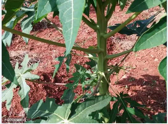 Taiwan red lady 786 f1 hybrid papaya seeds (150