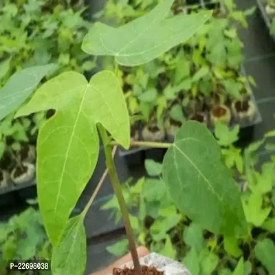 Taiwan red lady papaya (100 seeds)