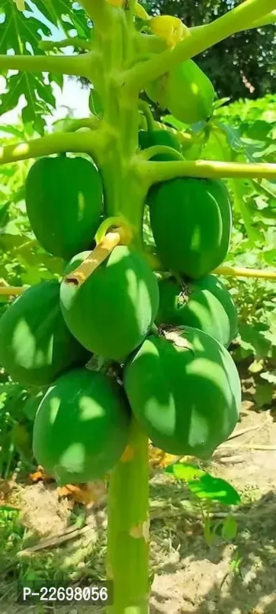 Taiwan red lady papaya (150 seeds)