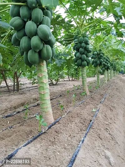 Taiwan red lady papaya (250 seeds)