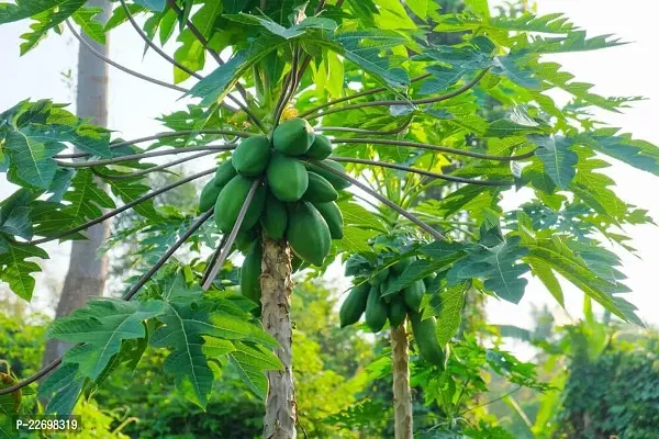 Taiwan red lady 786 f1 papaya seeds for cultivating original 5g (100 seeds)-thumb0