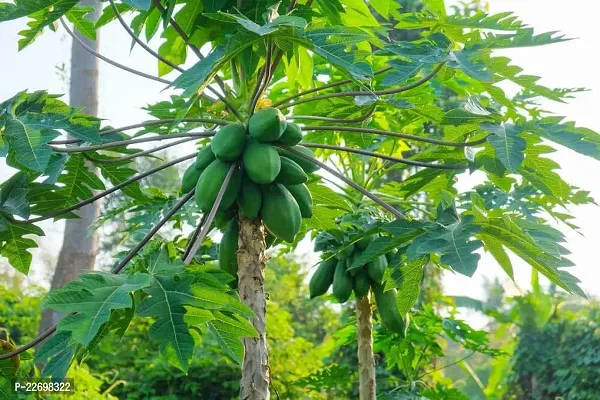 Taiwan red lady 786 f1 papaya seeds for cultivating original 5g (100 seeds)