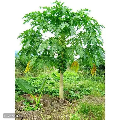 East west papaya seeds hybrid (100 seeds)-thumb0