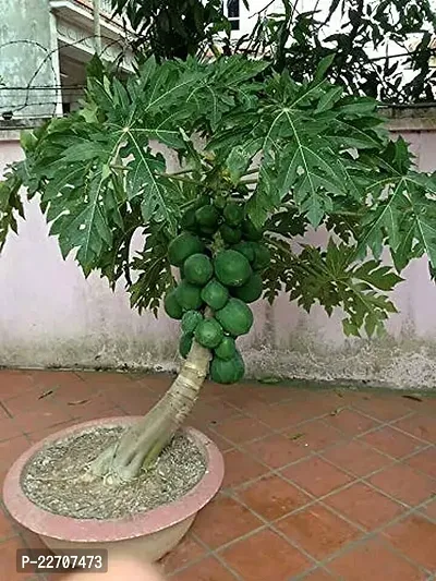 Hybrid papaya seeds all season (200 seeds)