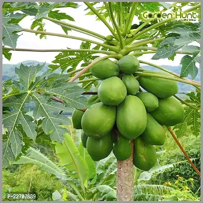 Hybrid papaya seeds for planting (50 seeds)-thumb0