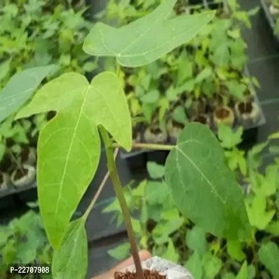 Hybrid papaya seeds for planting (100 seeds)-thumb0