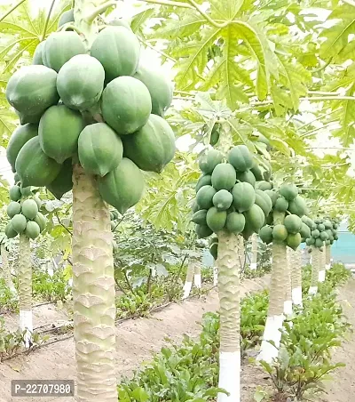 Hybrid papaya seeds for planting (200 seeds)