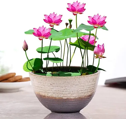 Lotus seeds for planting in aquarium ( Pack of 8 )