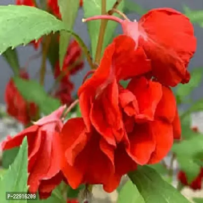 Balsam flower seeds red color ( Pack of 50 )