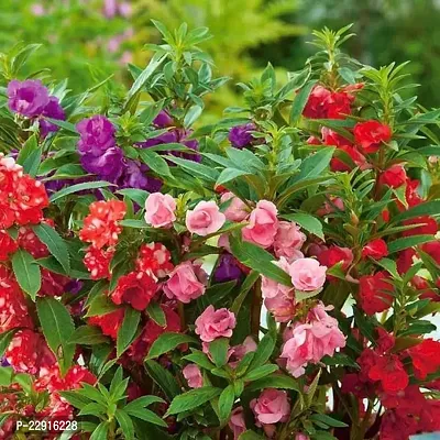 Balsam mixed flower seed ( Pack of 50 )