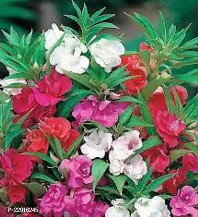 Balsam double mixed flower seeds ( Pack of 50 )