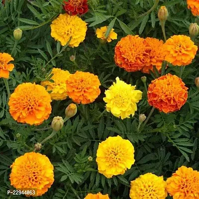 Marigold flower seeds hybrid mix ( Pack of 40 )