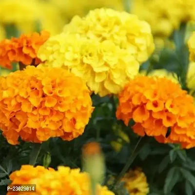 Marigold flower seeds mix colour ( Pack of 500 )-thumb0