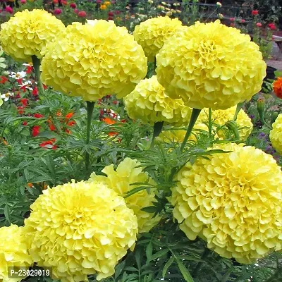 Marigold flower seeds for planting ( Pack of 500 )-thumb0