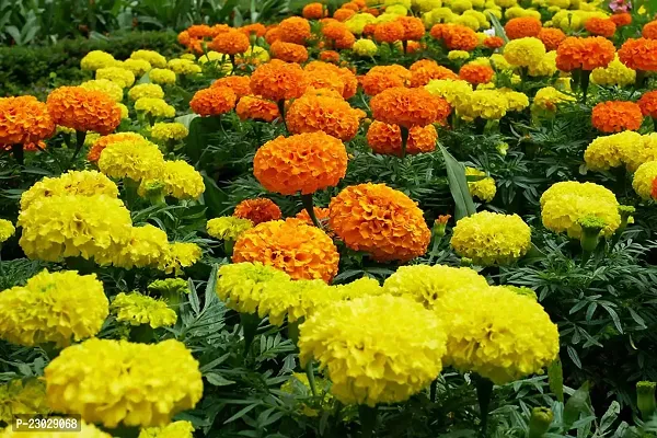 Marigold flower seeds hybrid mix ( Pack of 1000 )-thumb0